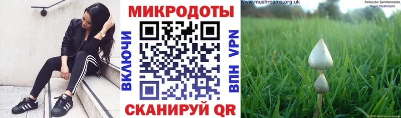 Галлюциногенные грибы MAGIC MUSHROOMS  закладки  Мещовск 